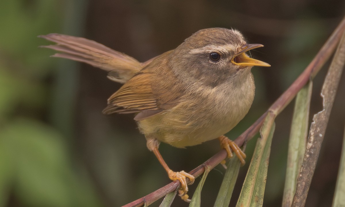 Yellowish-bellied Bush Warbler - ML638764437