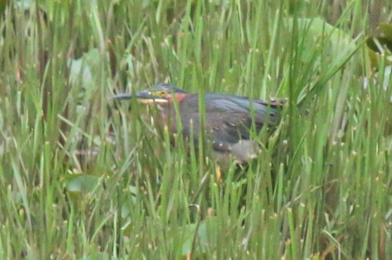 Green Heron - ML638764441