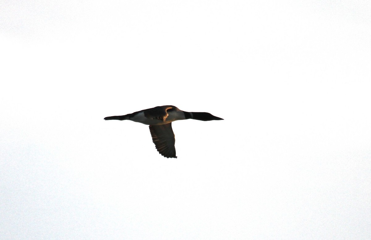 Common Loon - ML638764442