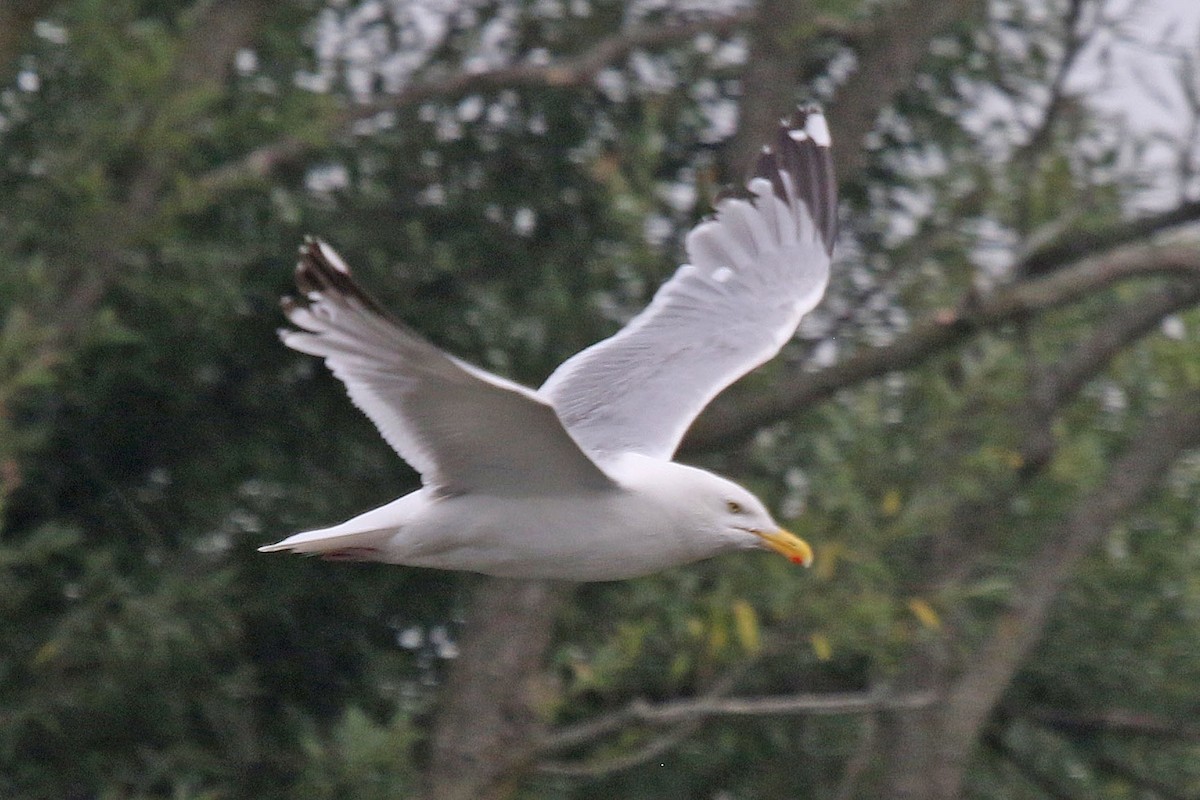 American Herring Gull - ML638764451