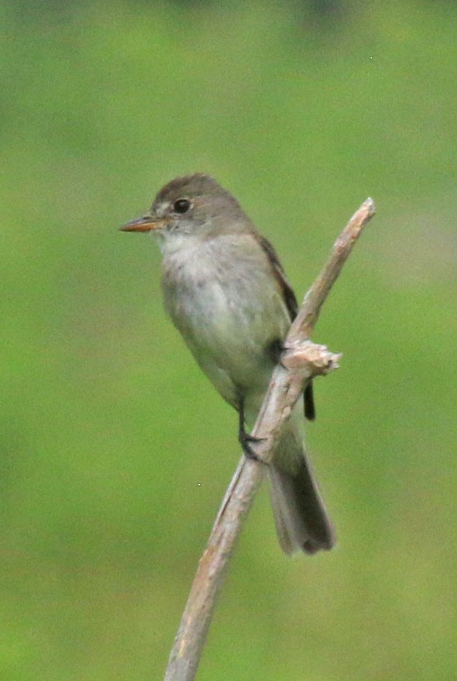 Willow Flycatcher - ML638764466