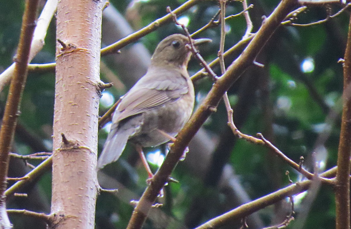 Andean Slaty Thrush - ML638764469