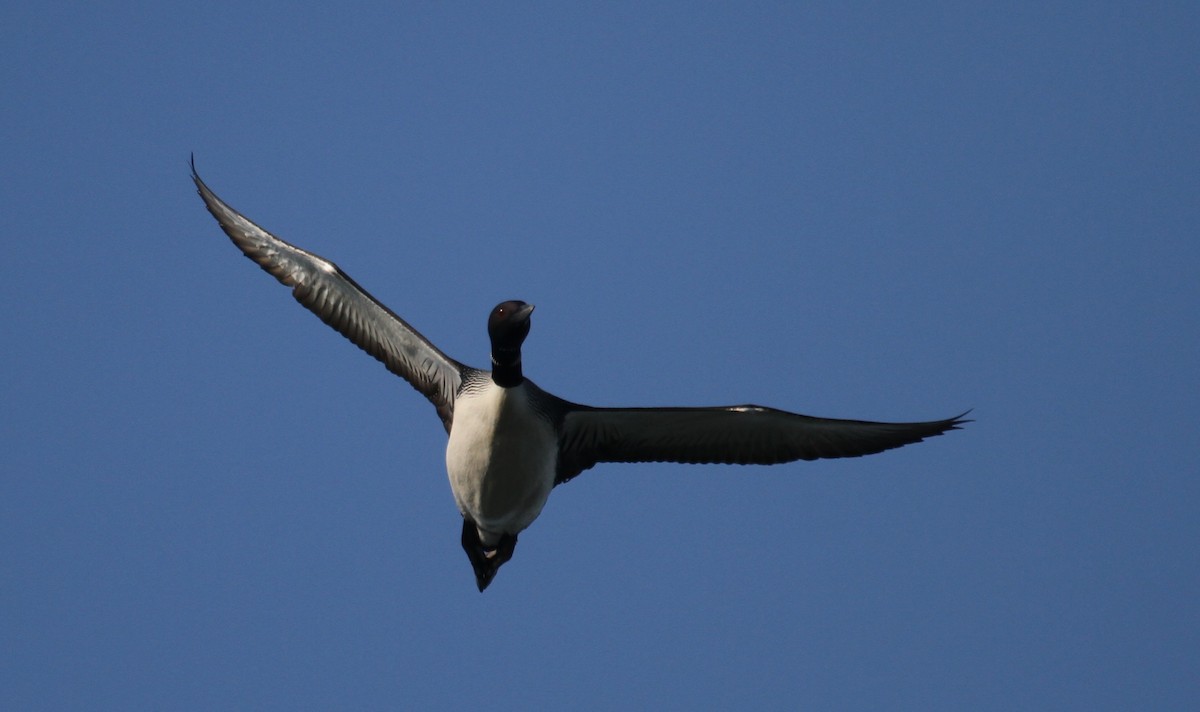 Common Loon - ML638764483