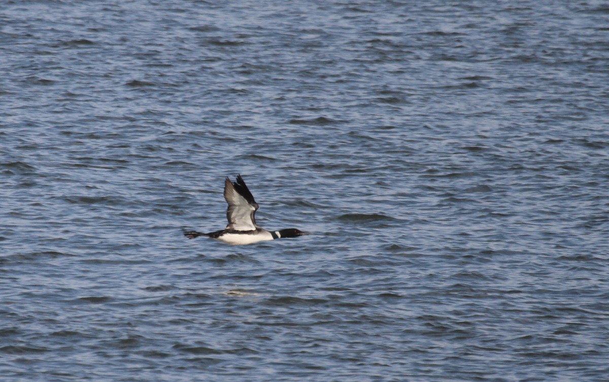 Common Loon - ML638764484