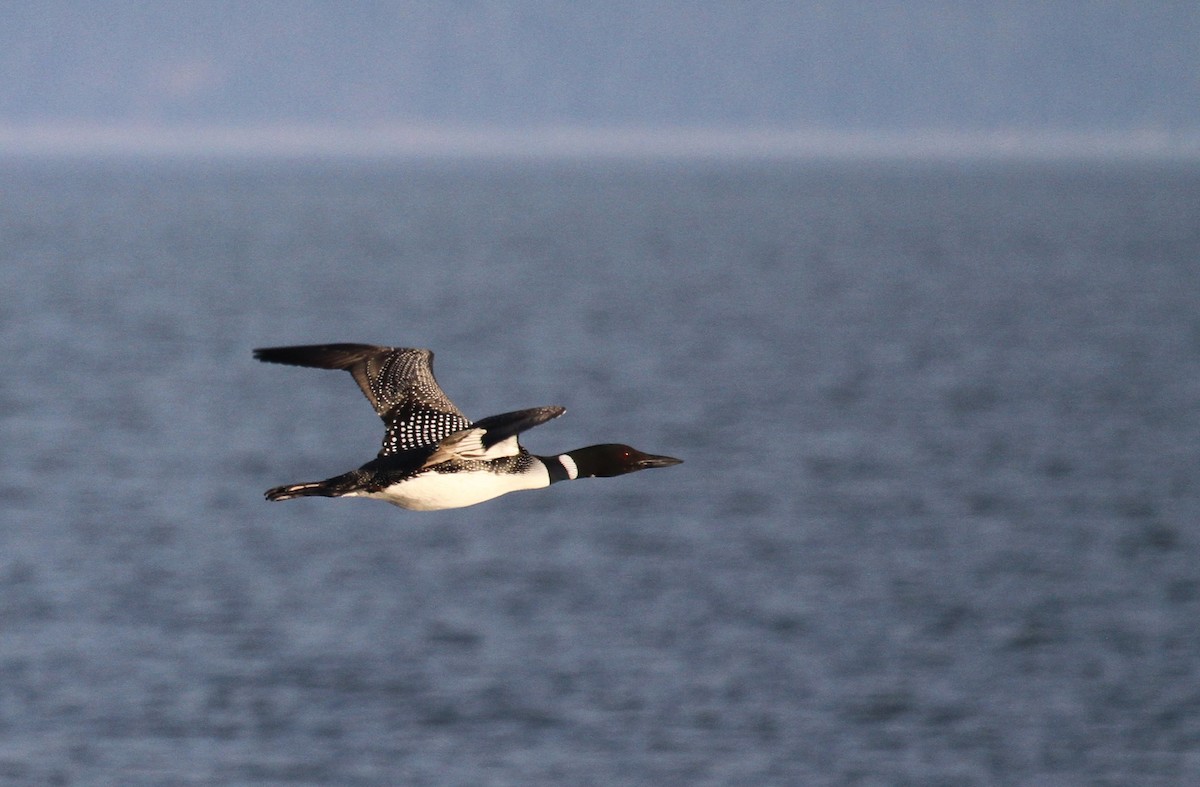 Common Loon - ML638764485