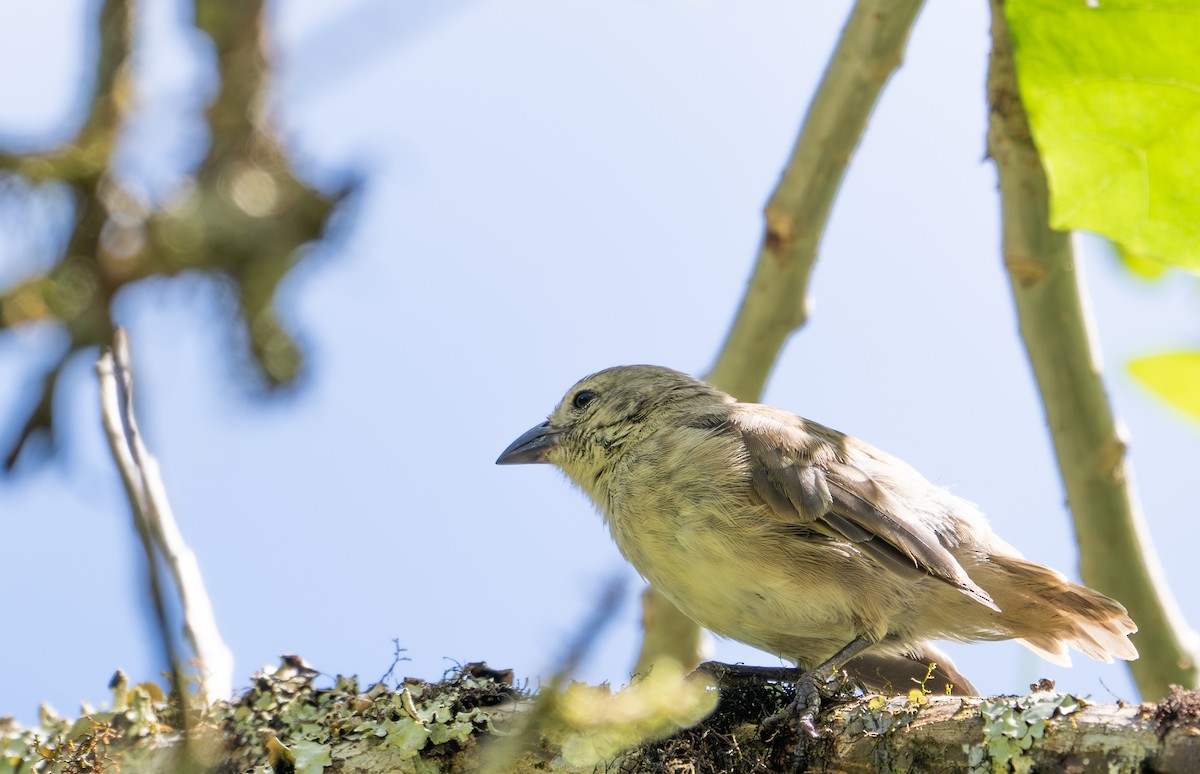 Woodpecker Finch - ML638764516