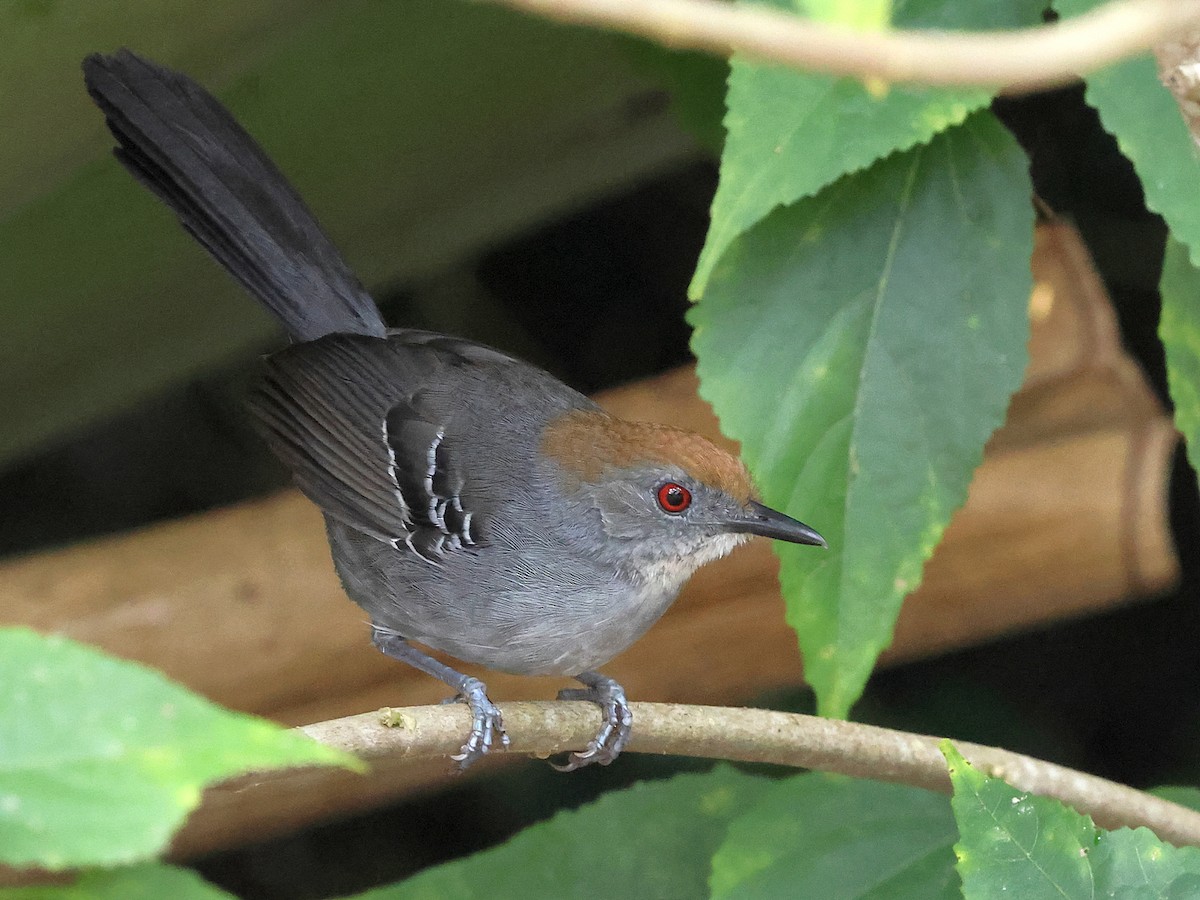 Slender Antbird - ML638764542