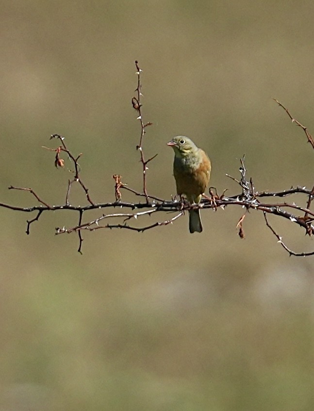 strnad zahradní - ML638764555