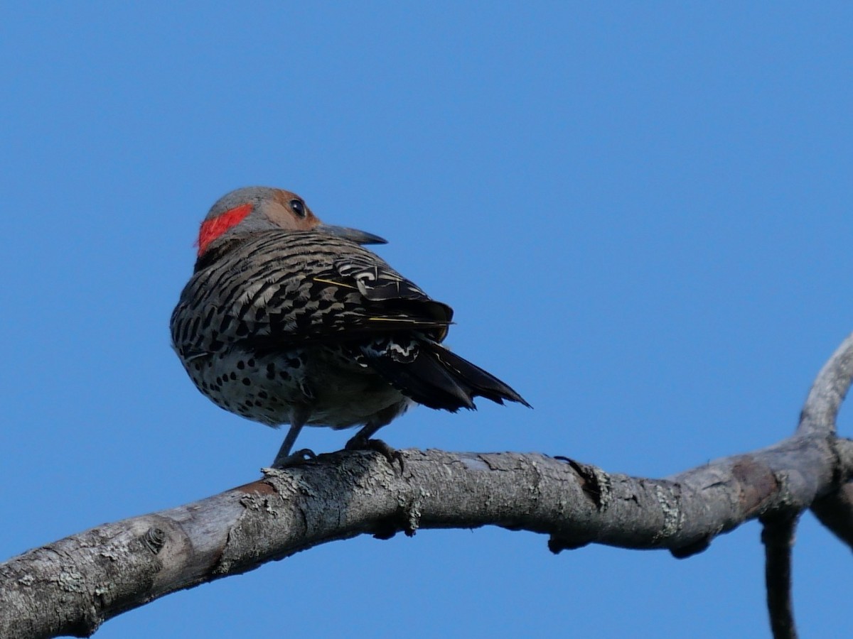 Northern Flicker - ML638764563