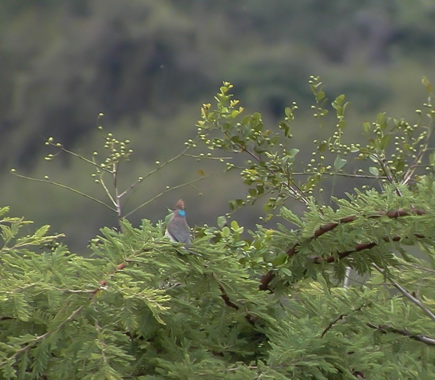 Blue-naped Mousebird - ML638764564