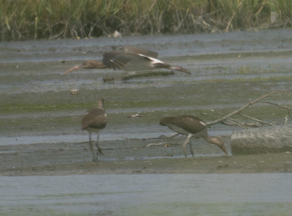 Ibis zuria - ML638764581