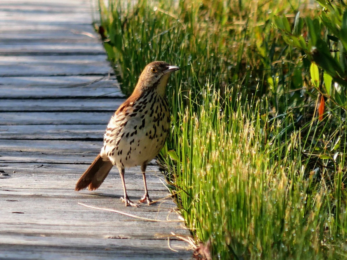 Brown Thrasher - ML638764582