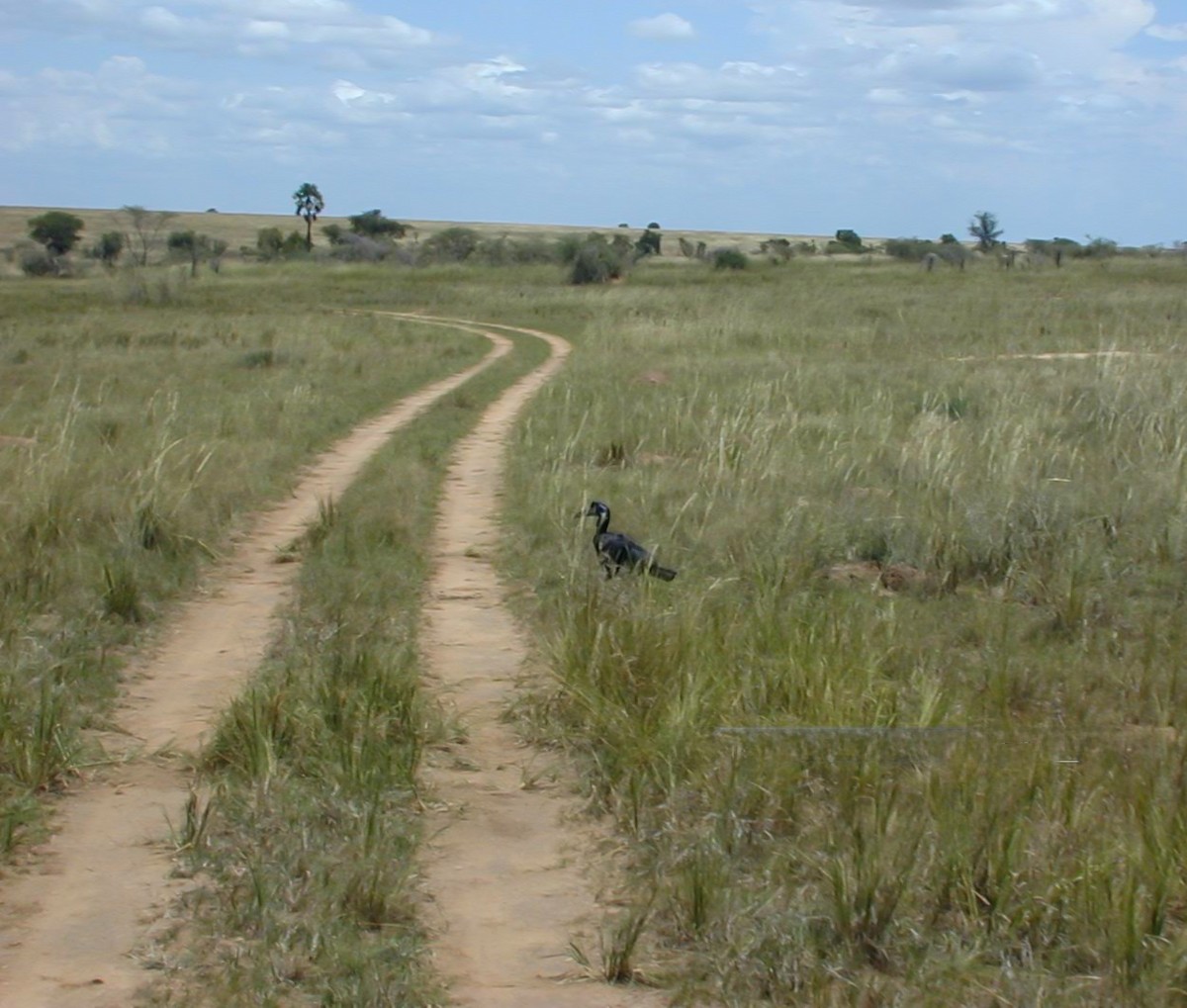 Abyssinian Ground-Hornbill - ML638764588