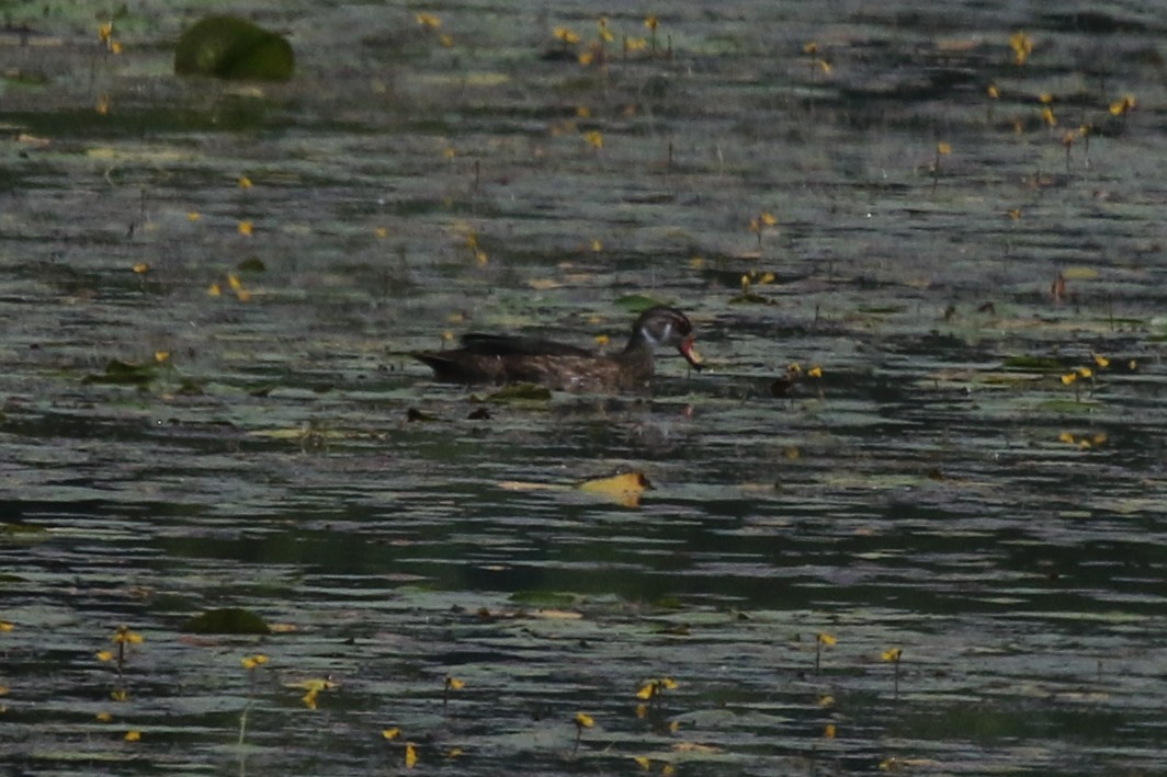 Wood Duck - ML638764593