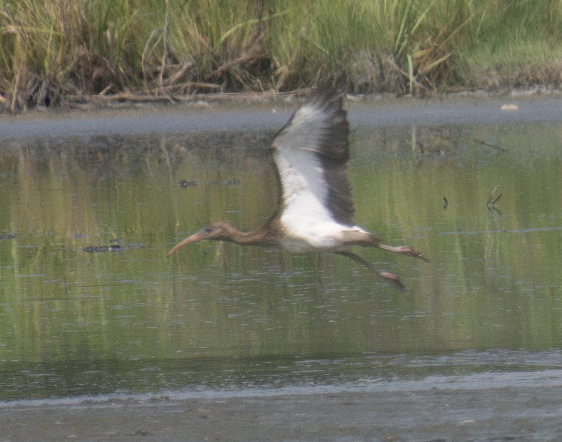 Ibis zuria - ML638764594