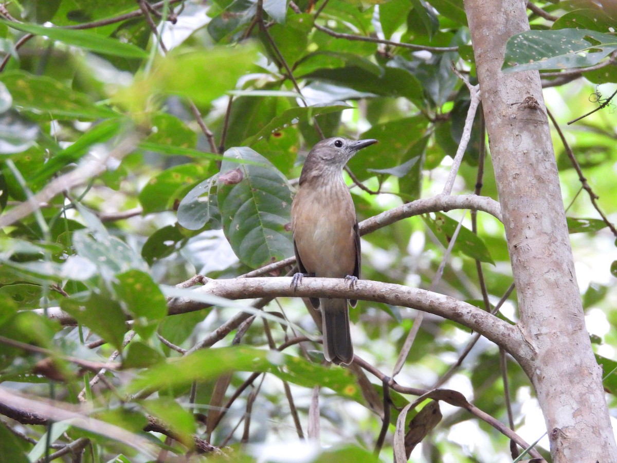 Arafura Shrikethrush - ML638764602