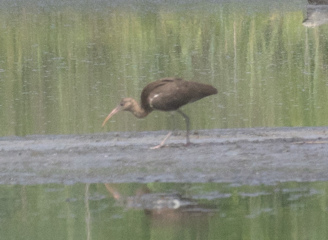 Ibis zuria - ML638764615