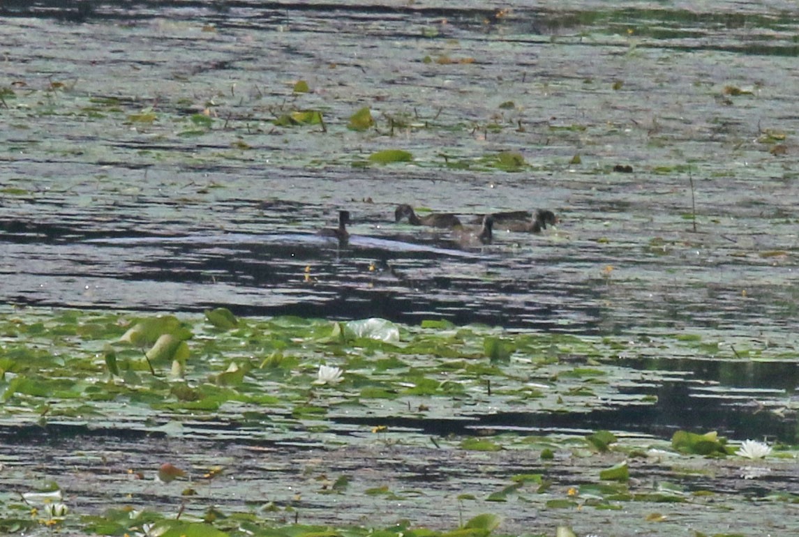 Wood Duck - ML638764617