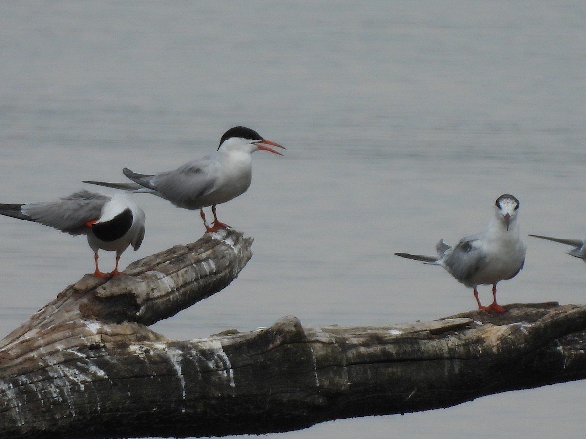 Common Tern - ML638764620