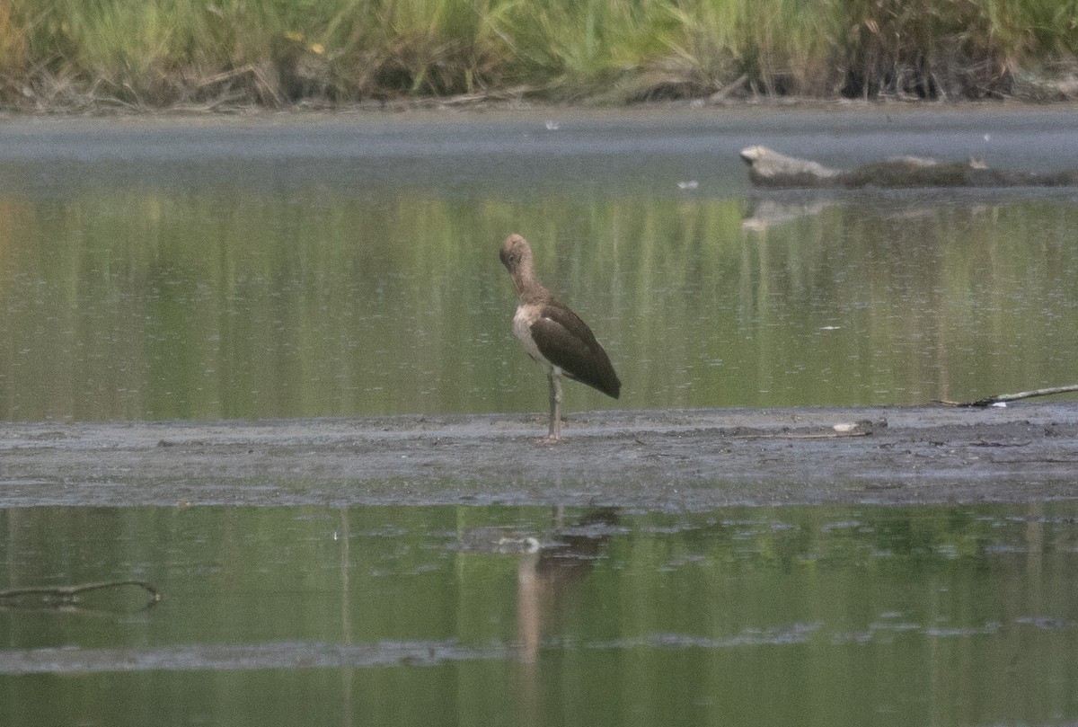 Ibis zuria - ML638764627