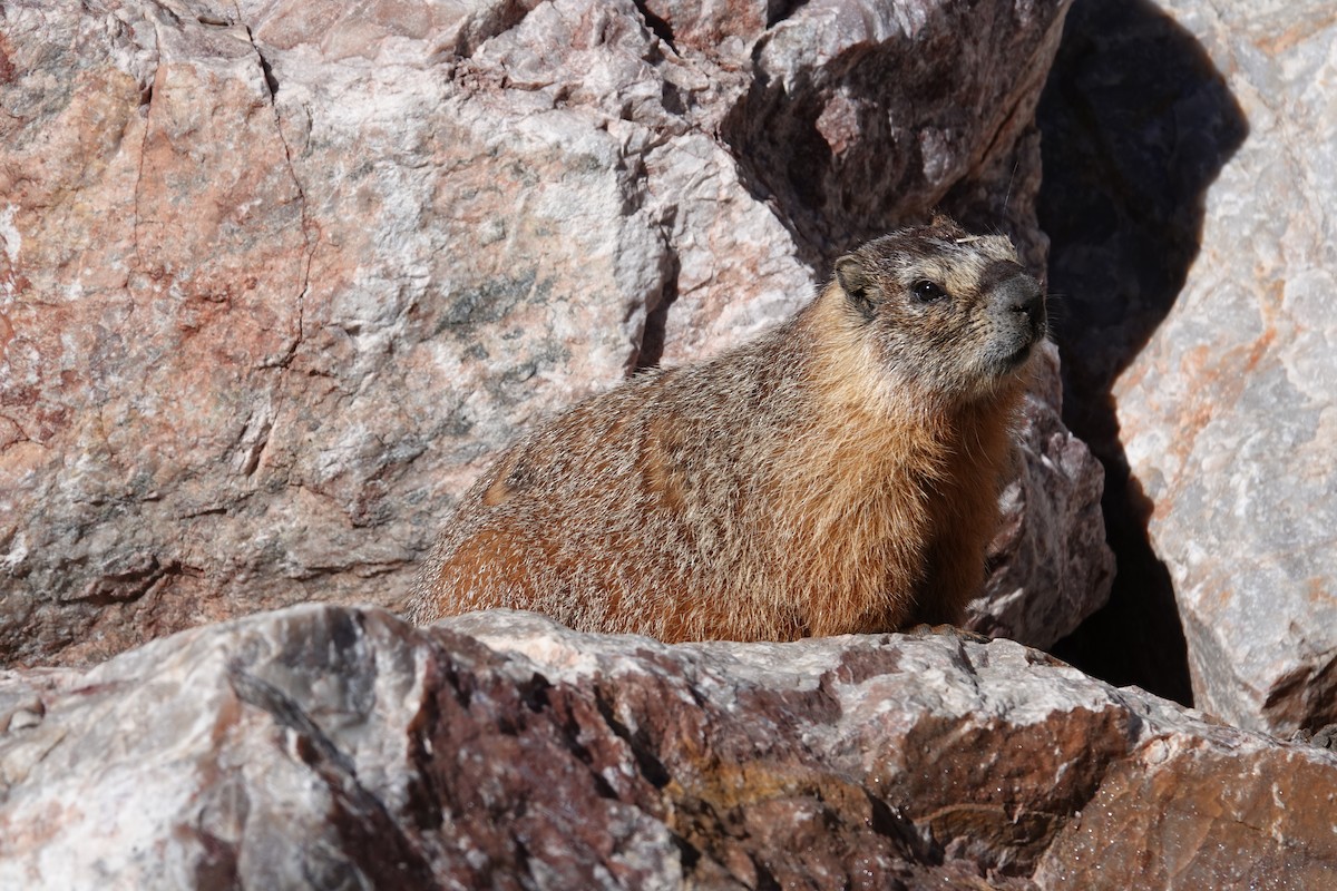 Yellow-bellied Marmot - ML638764628
