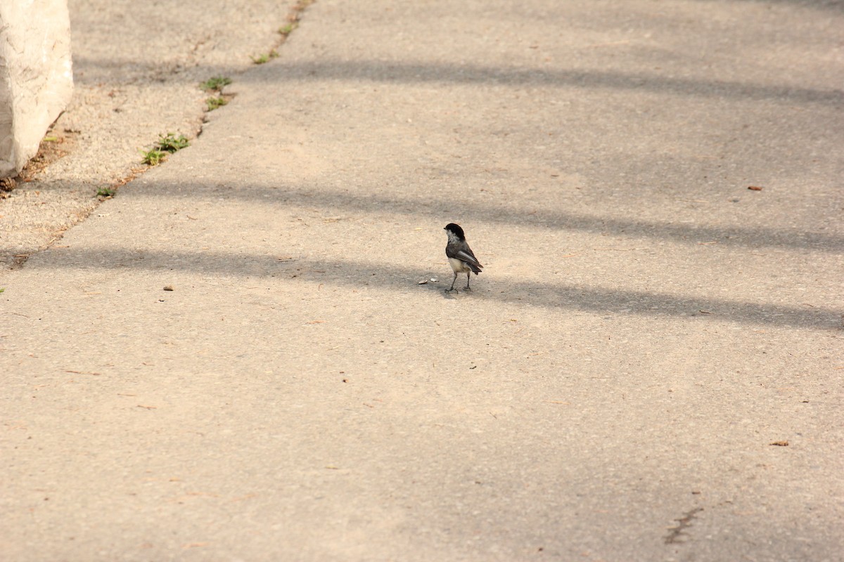 Black-capped Chickadee - ML638764646