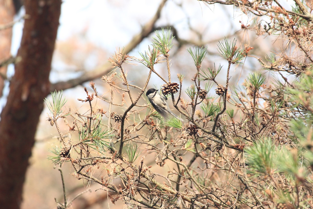 Black-capped Chickadee - ML638764647