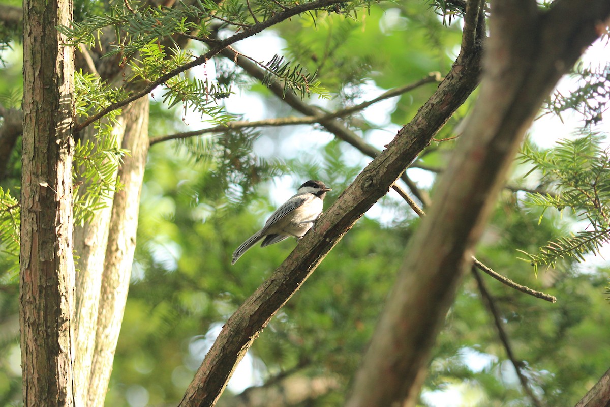 Black-capped Chickadee - ML638764648