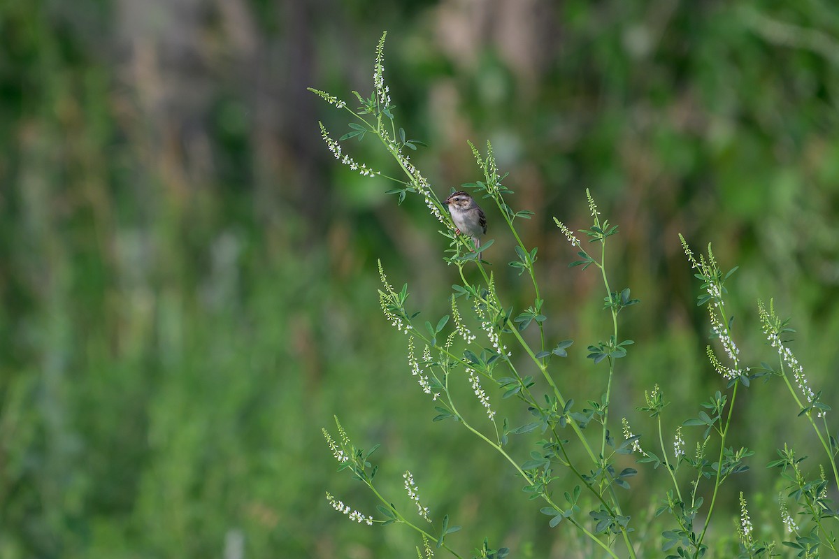 Clay-colored Sparrow - ML638764651