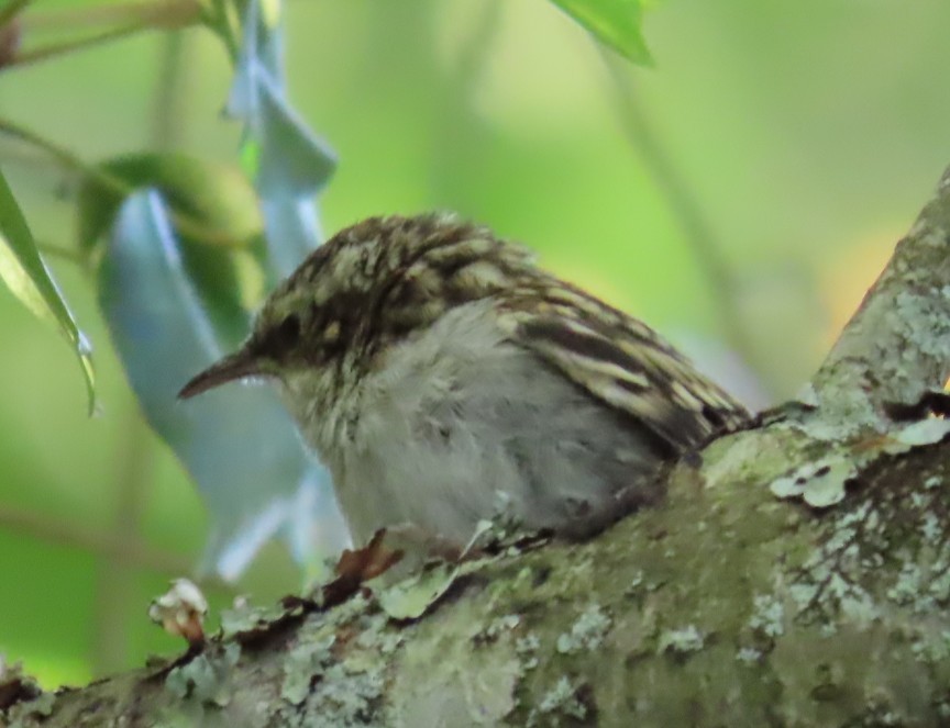Short-toed Treecreeper - ML638764653