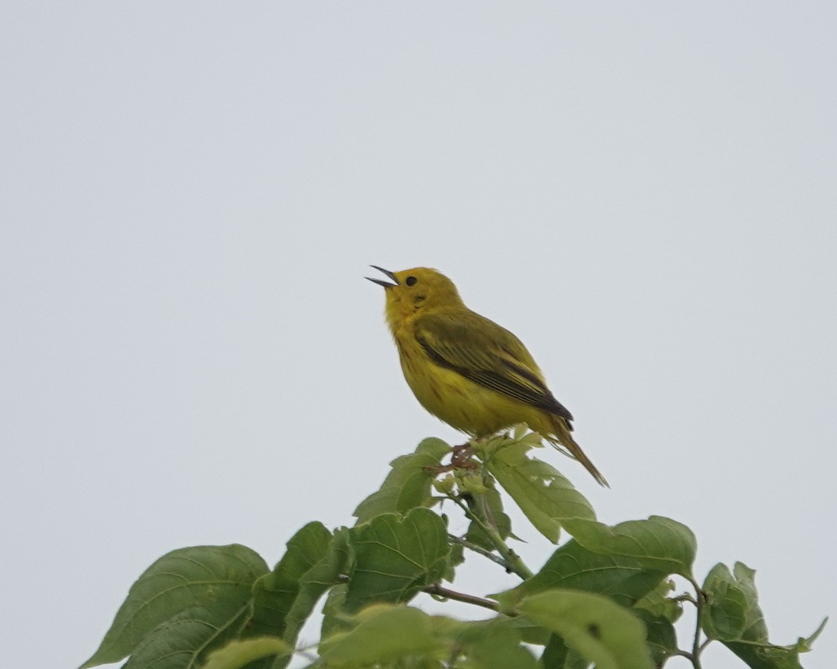 Yellow Warbler - ML638764662