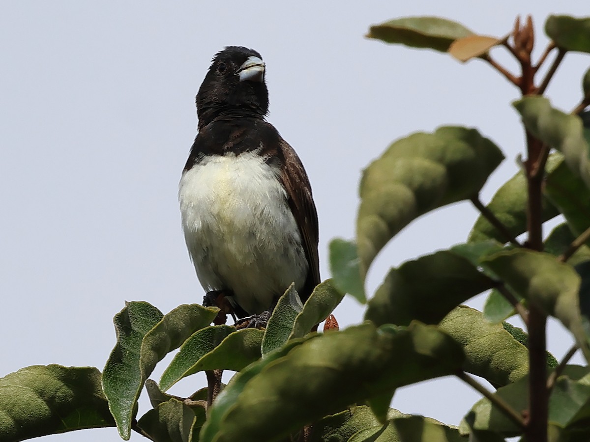 Yellow-bellied Seedeater - ML638764663