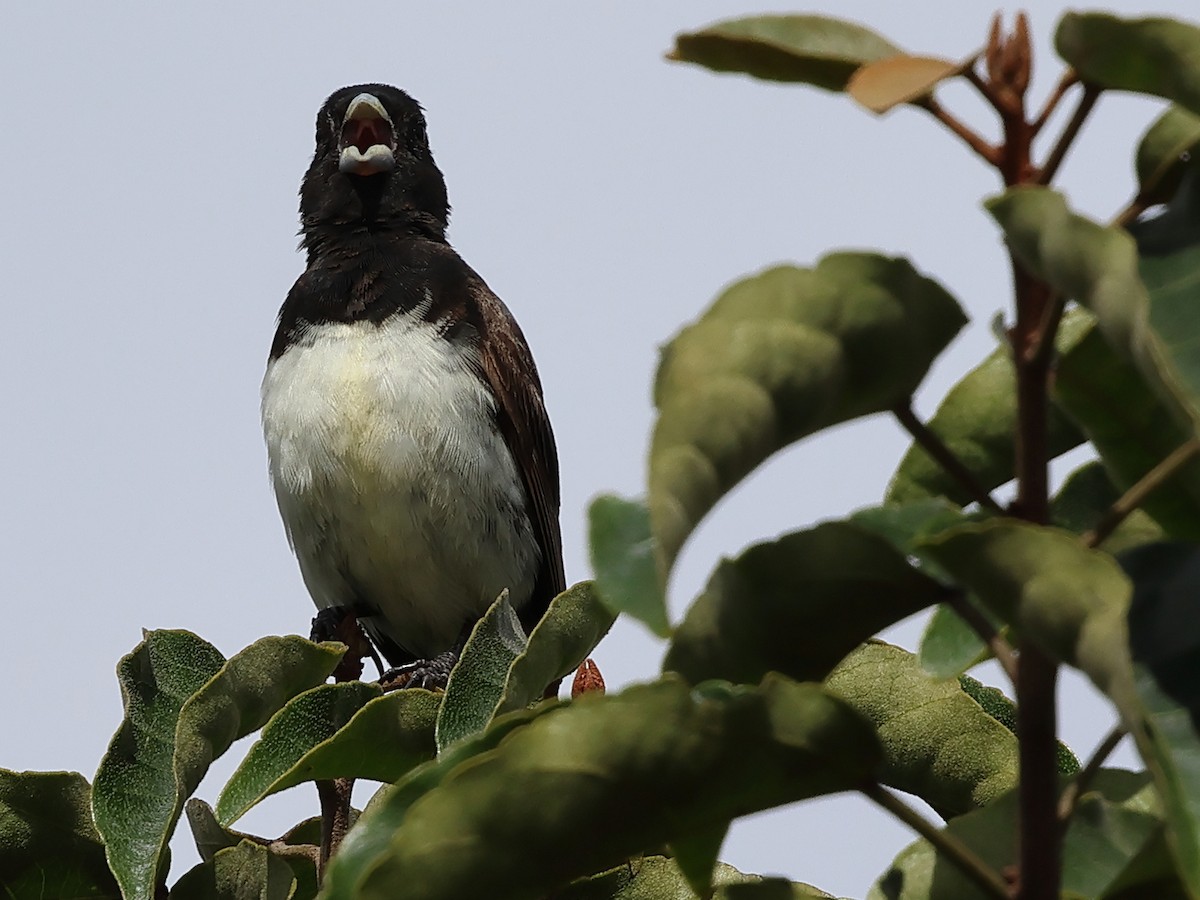 Yellow-bellied Seedeater - ML638764664