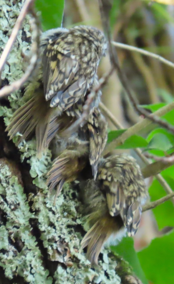 Short-toed Treecreeper - ML638764667
