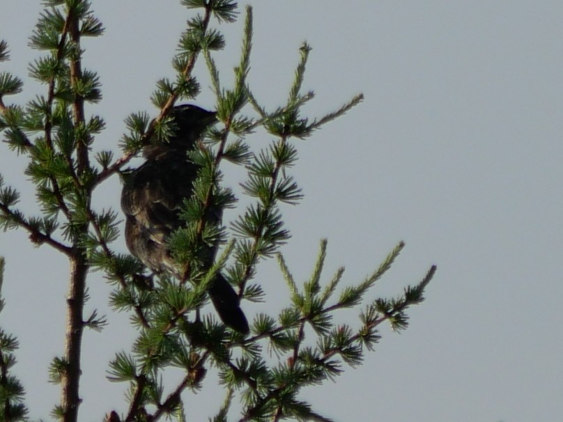 Common Grackle - ML638764668