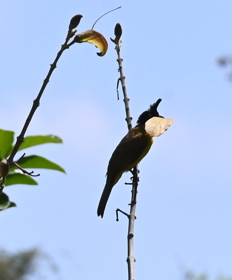 Black-crested Bulbul - ML638764671