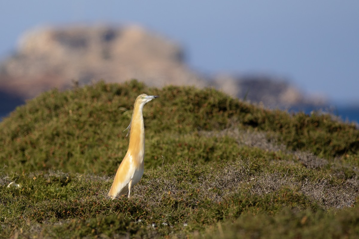 Squacco Heron - ML638764677