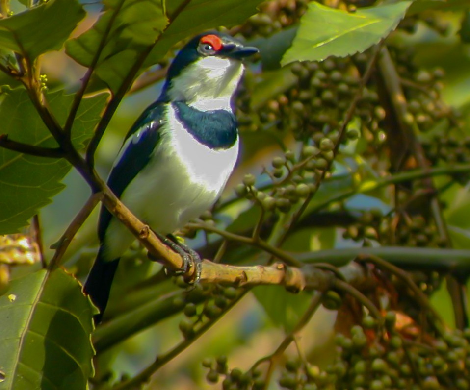 Brown-throated Wattle-eye - ML638764698
