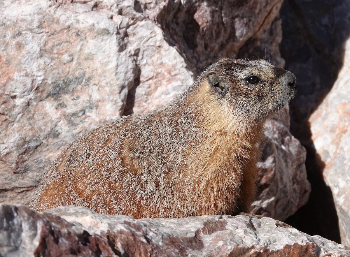 Yellow-bellied Marmot - ML638764756