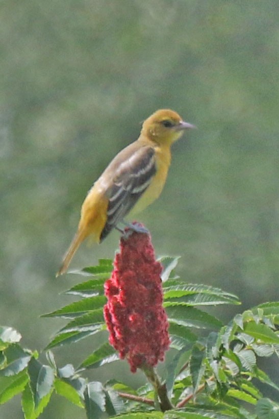 Baltimore Oriole - ML638764767
