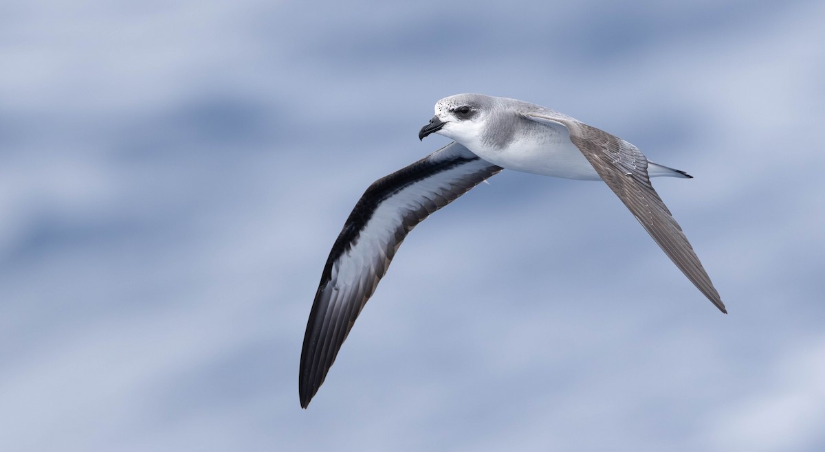 Black-winged Petrel - ML638764768