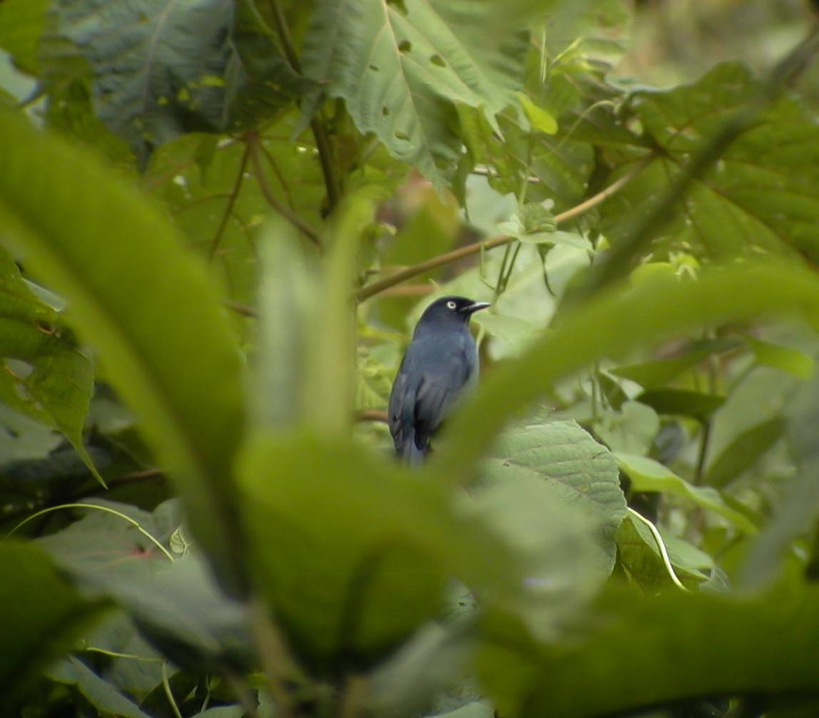 Yellow-eyed Black-Flycatcher - ML638764785