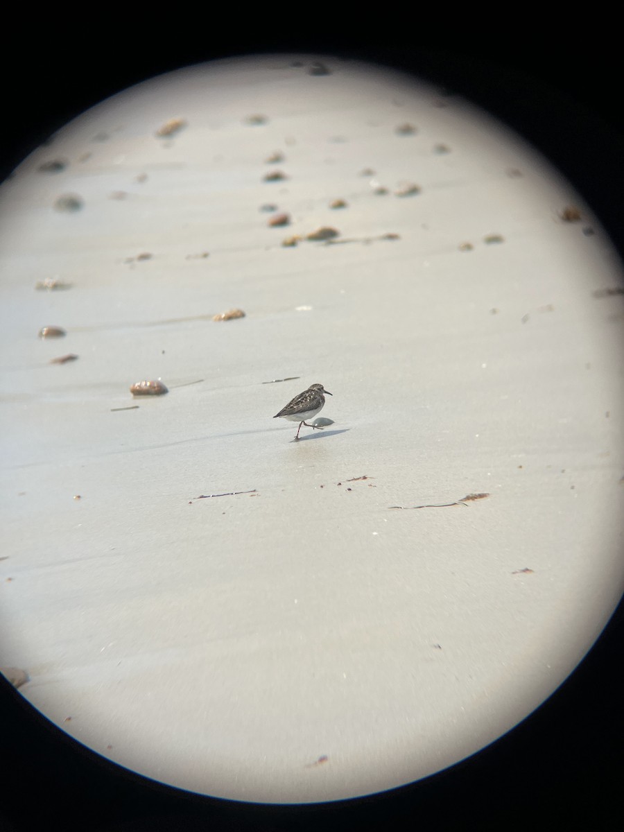 Least Sandpiper - ML638764786