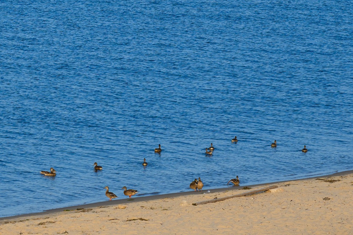 Mallard - ML638764790