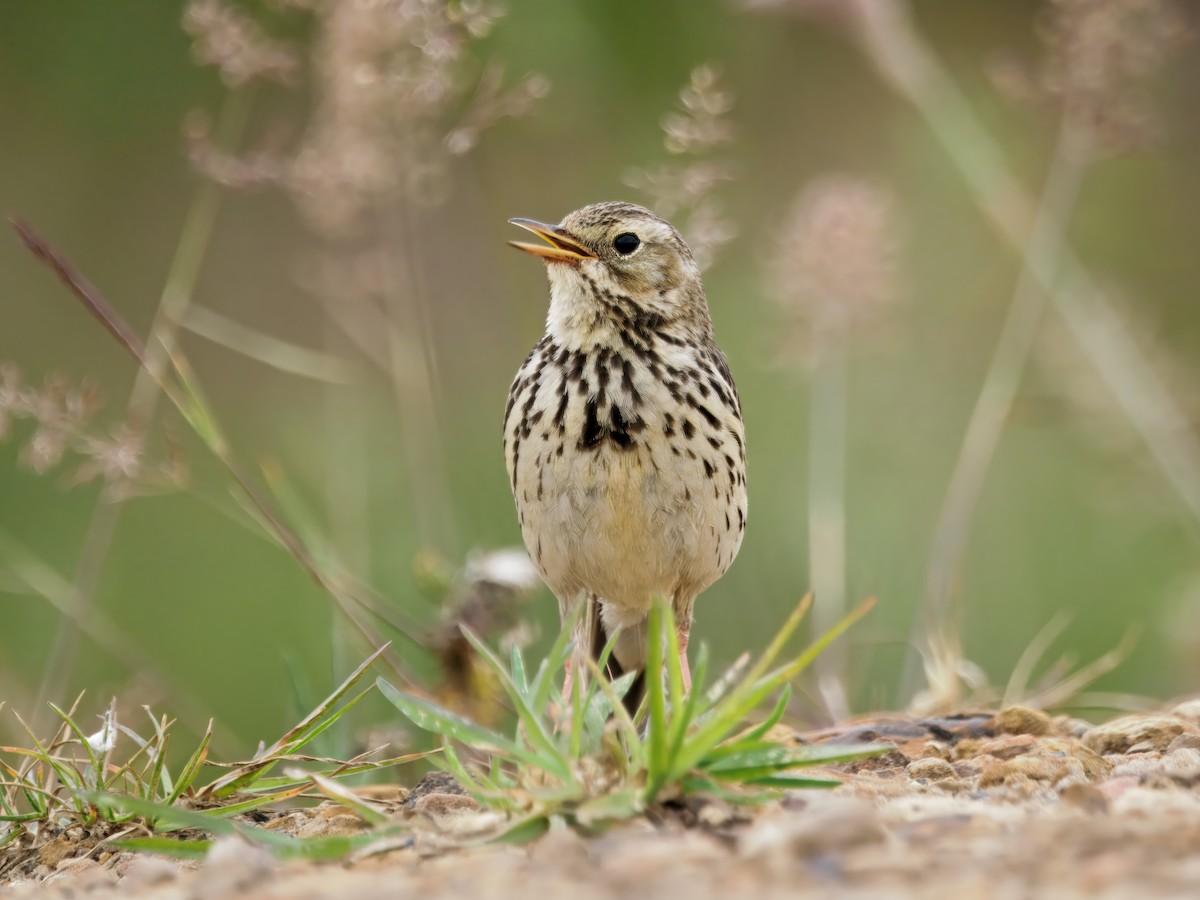 Meadow Pipit - ML638764792