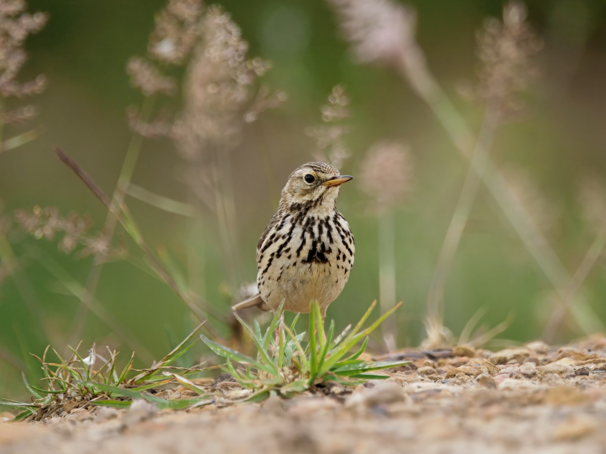 Meadow Pipit - ML638764793