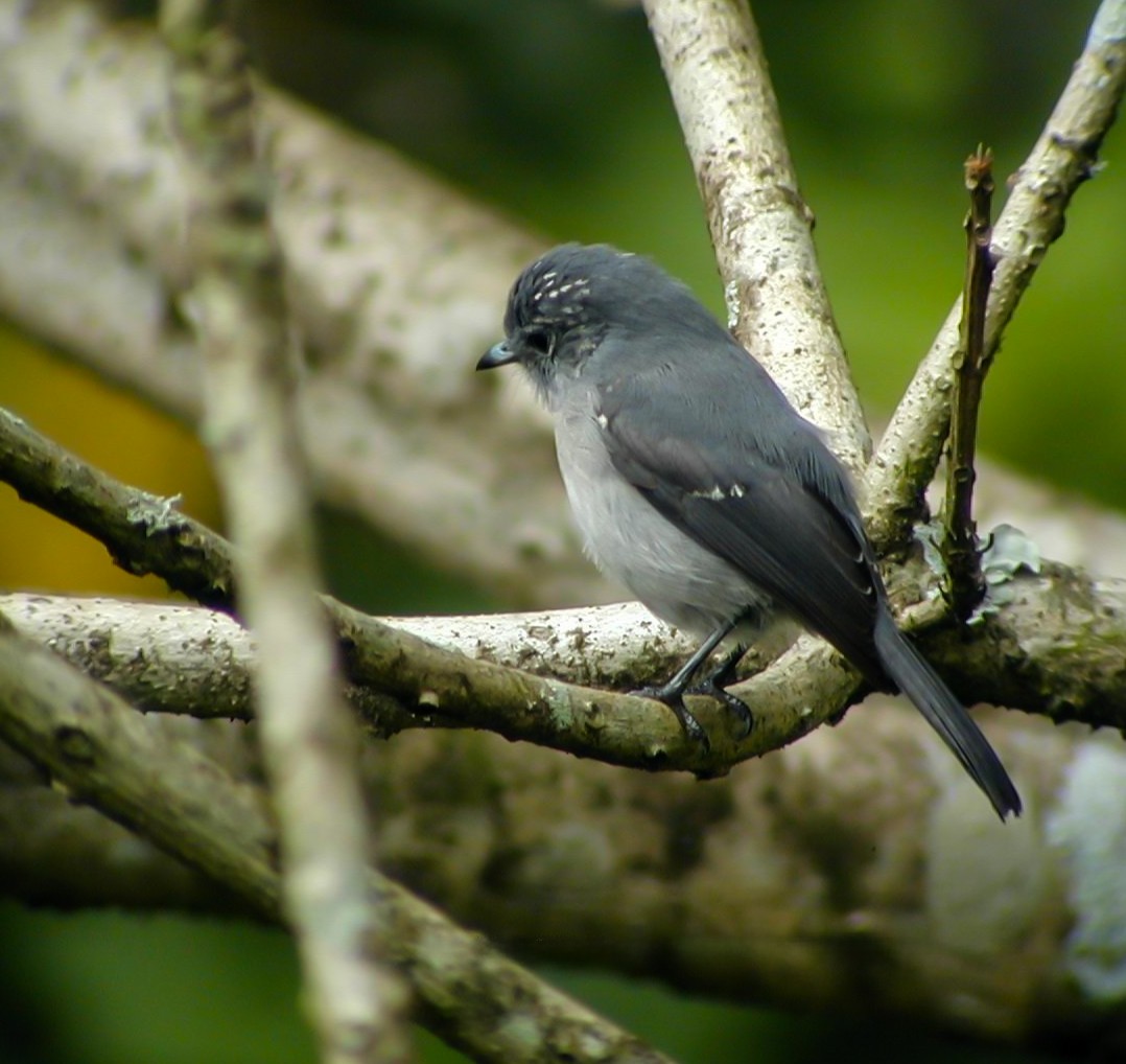 White-eyed Slaty-Flycatcher - ML638764795