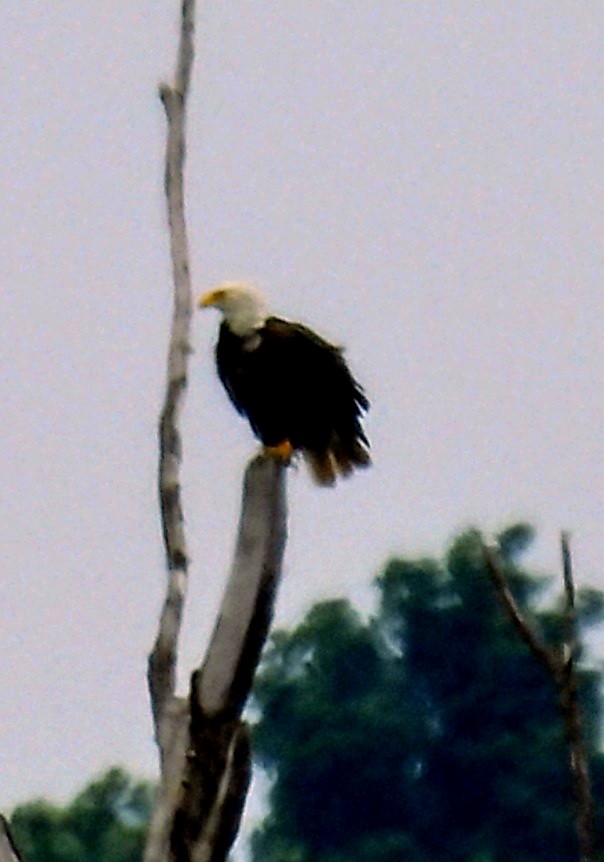 Bald Eagle - ML638764800