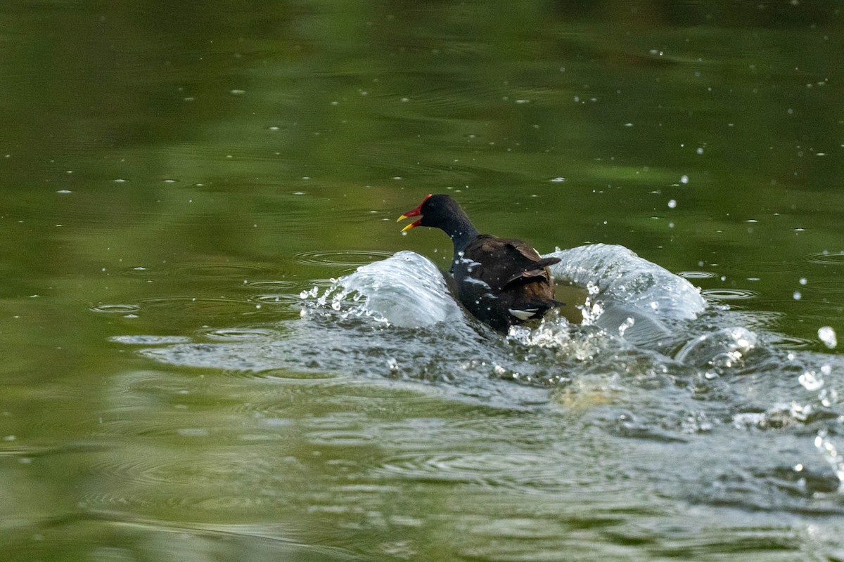 Eurasian Moorhen - ML638764801
