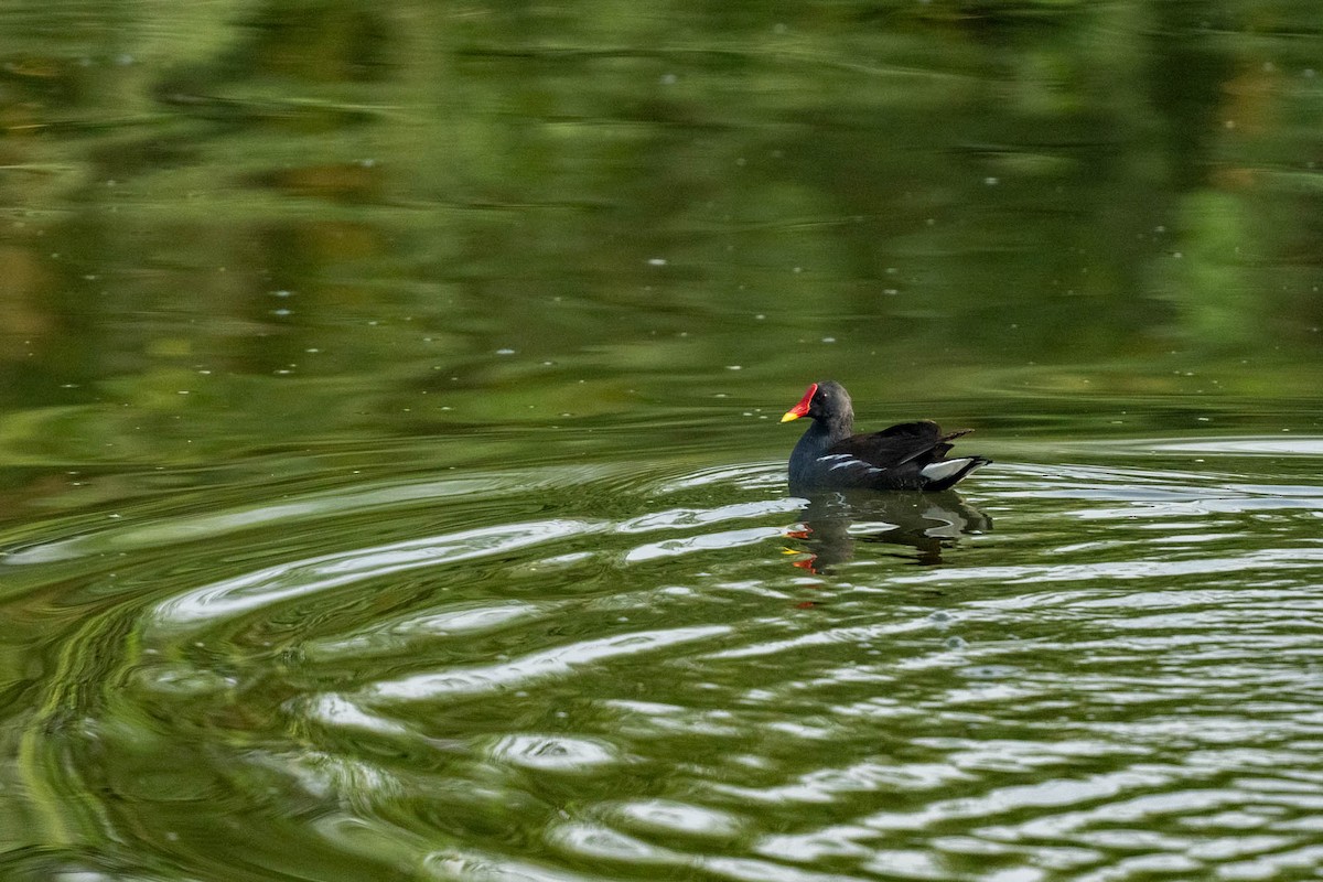 Eurasian Moorhen - ML638764802